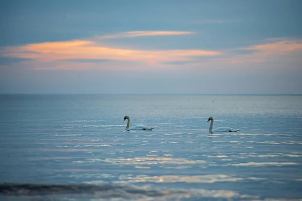 Cisnes Flutuando Superfície Água Calma — Fotografia de Stock