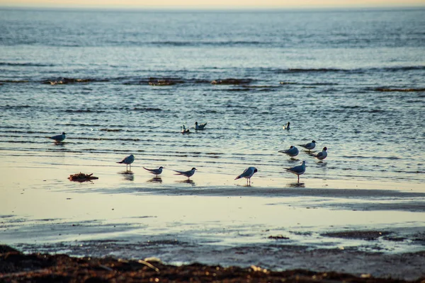 Kıyıya Yakın Dinlenme Yabani Kuşlar Sürüsü — Stok fotoğraf