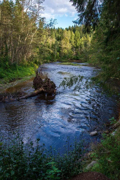 Dalgalı Nehir Orman Yeşil Yaz Ormanda Amata Nehir Letonya — Stok fotoğraf
