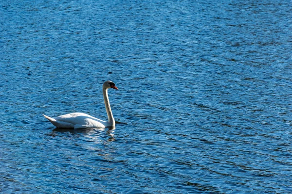 Cygne Blanc Flottant Sur Surface Eau Bleue — Photo