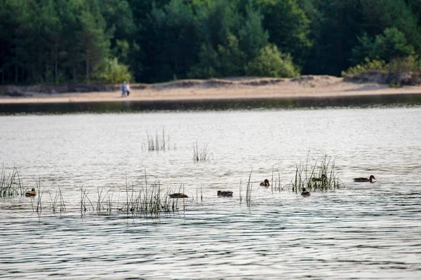 Patos Flutuando Água Calma Lago — Fotografia de Stock