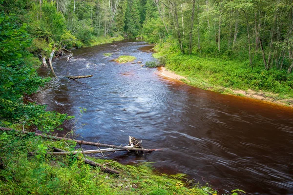 Golvende Rivier Bos Groene Zomer Bossen Amata Rivier Letland — Stockfoto