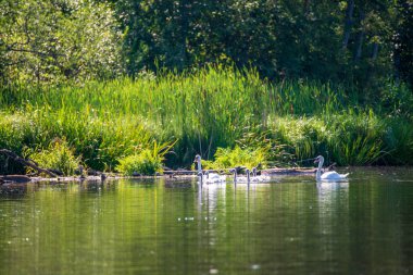 Yaz aylarında su yeşil sahil kenarında dinlenme Vahşi kuğu sürüsü