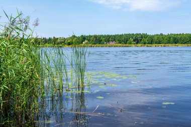 yeşil yapraklar, ağaçlar ve çim kıyısında ile yaz aylarında su yüzeyi sakin