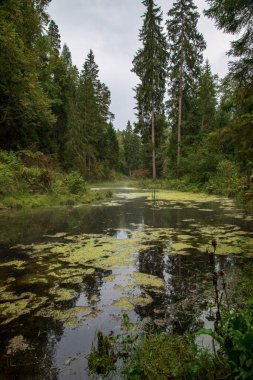 Yaz ormanda orman Nehri'nin eski akışı