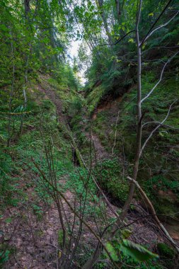 kırmızı kumtaşı kayalıklarla ve nehir Gauja yaz, Letonya yakınındaki ormanda