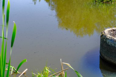 sakin Göl su yüzeyine yakın çekim