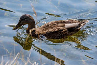 Yaz aylarında su kıyıya yakın dinlenme yaban ördeği