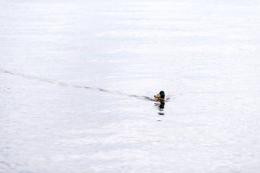 yaban ördeği sakin su yüzeyinde yüzen