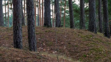 sakin çam ağacı orman arka plan