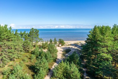 köknar ağacı orman mavi deniz kıyısında
