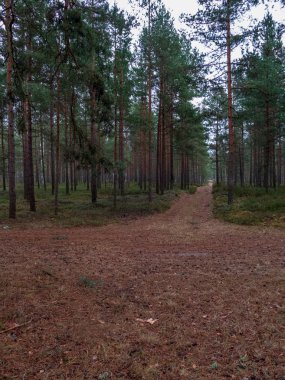 sakin çam ağacı orman arka plan