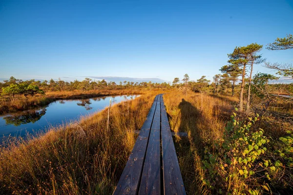 Houten Pad Het Moerasgebied Bij Zonnig Weer — Stockfoto