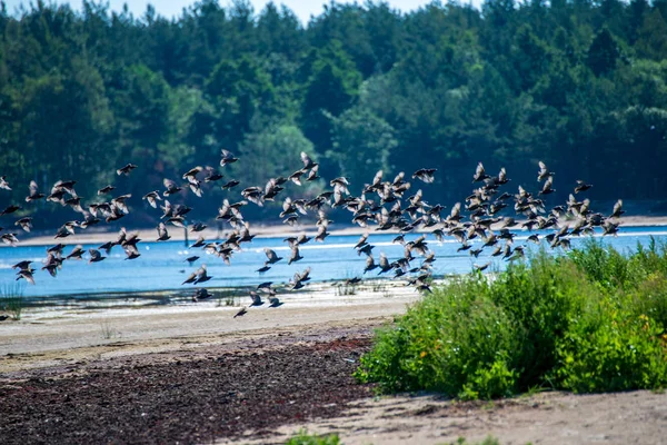 Bandada Aves Silvestres Volando Sobre Lago Planta Verde Campo —  Fotos de Stock