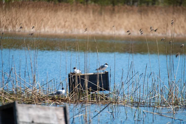 Aves Selvagens Descansando Água Lago — Fotografia de Stock