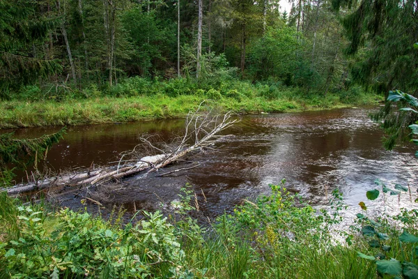 林緑の夏森 天田川 ラトビアにおける波状川 — ストック写真