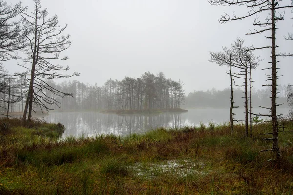 Ochtendnevel Moerasgebied Bij Zonsopgang — Stockfoto