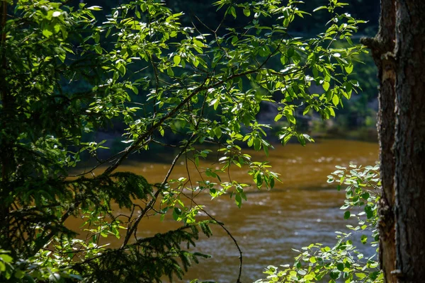 Летняя Река Зеленой Листвой Солнцем — стоковое фото
