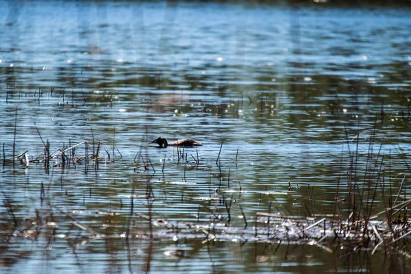 Pájaro Salvaje Descansando Agua Lago Luz Del Sol — Foto de Stock