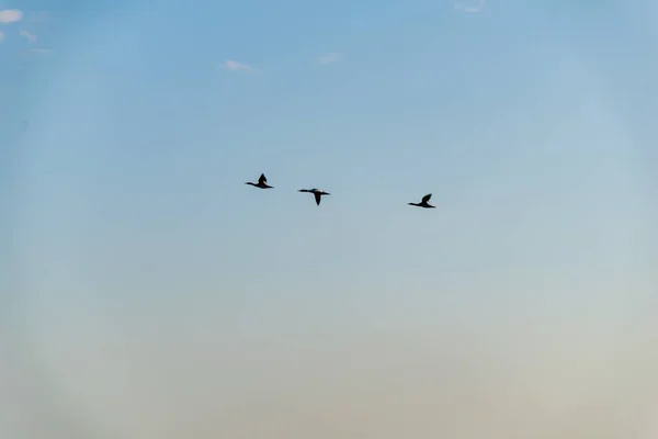 Bandada Aves Salvajes Que Vuelan Cielo Despejado — Foto de Stock