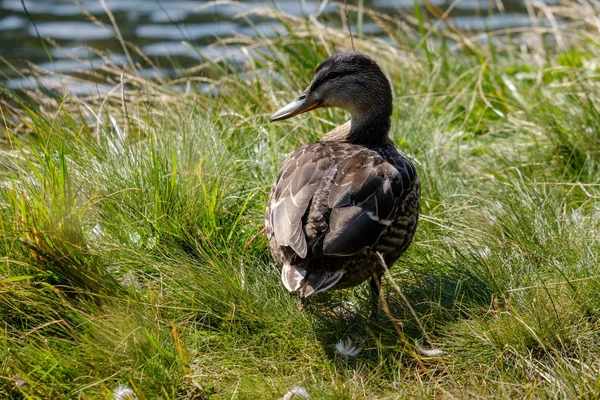 Bandada Aves Silvestres Que Descansan Agua Cerca Costa Verano — Foto de Stock