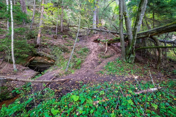 Sentier Touristique Forêt Verte Été — Photo