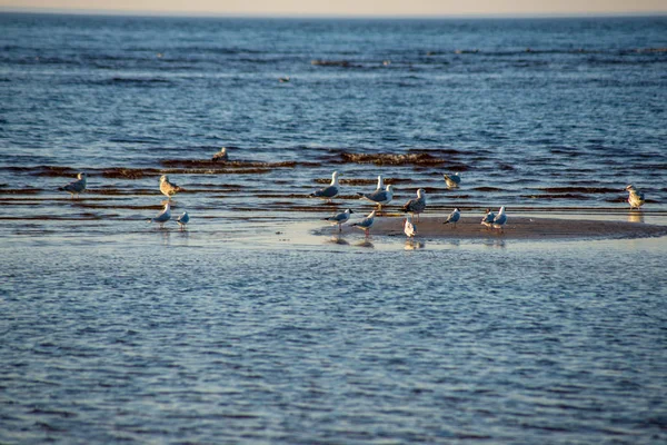 Bando Aves Selvagens Que Descansam Água Perto Costa — Fotografia de Stock