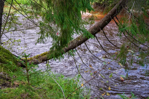 Rio Ondulado Floresta Florestas Verdes Verão Rio Amata Letónia — Fotografia de Stock