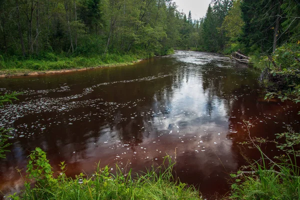 Golvende Rivier Bos Groene Zomer Bossen Amata Rivier Letland — Stockfoto