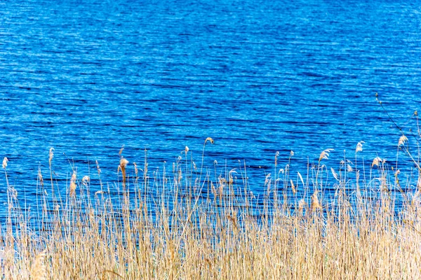 Dry Grass Ripple Sea Water — Stock Photo, Image