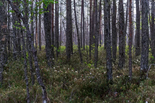 Prachtige Dennenbos Het Najaar — Stockfoto