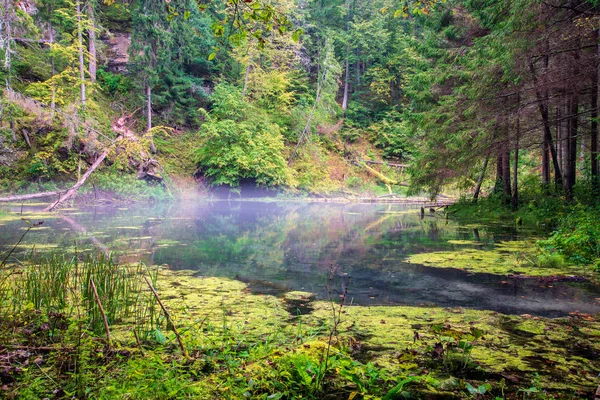 Ancien Ruisseau Rivière Forêt Dans Les Bois Été — Photo