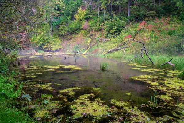 Starý Stream Lesní Řeky Létě Woods — Stock fotografie