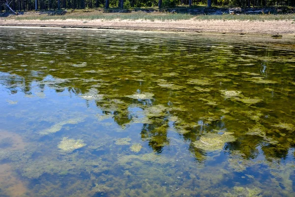 Patrón Vegetación Bajo Agua Lago Verano — Foto de Stock