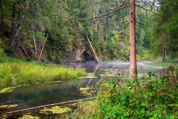 Yaz Ormanda Orman Nehri Nin Eski Akışı — Stok fotoğraf