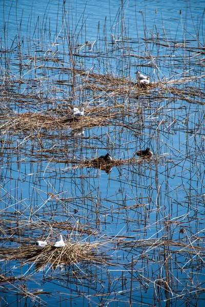 Aves Selvagens Descansando Água Lago — Fotografia de Stock