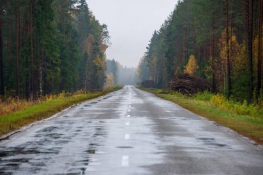 ıslak asfalt yol kırsal perspektifte işaretleri ve işaretler, her iki tarafta yeşil orman bulutlu gökyüzü altında