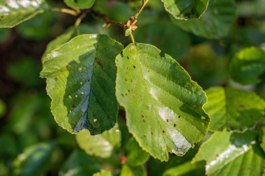 arka plan bulanık üzerinde huş ağacının dalını Close-up