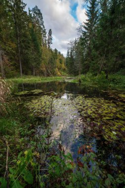 çim ve yeşil refletions ormanda nehir, nehir Gauja Letonya su