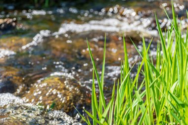 Close-up parlak yeşil çimenlerin üzerinde arka plan bulanık