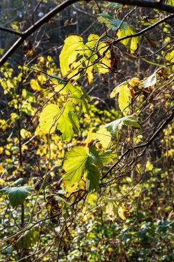 arka planını güneşli orman sonbahar yaprakları