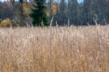 uzun otların alanında büyüyen Kuru