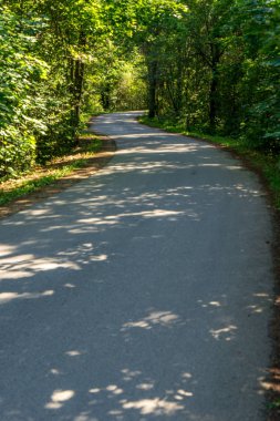 Yaz aylarında ormandaki dalgalı yol asfalt