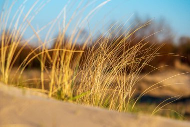 kum güneş ışığı altında büyüyen çimenin yakın çekim