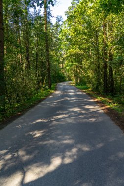 Yaz aylarında ormandaki dalgalı yol asfalt