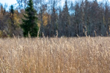 uzun otların alanında büyüyen Kuru