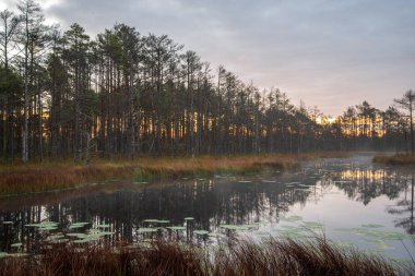 geç akşam güneşi bataklık göller üzerinde yansımaları sakin su ağaçları ile yaz aylarında