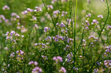 güzel çiçek açan çiçekler alanında büyüyen