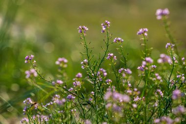 güzel çiçek açan çiçekler alanında büyüyen