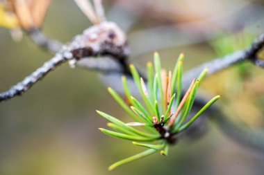 çam ağaçları delikanlı üzerinde arka plan bulanık